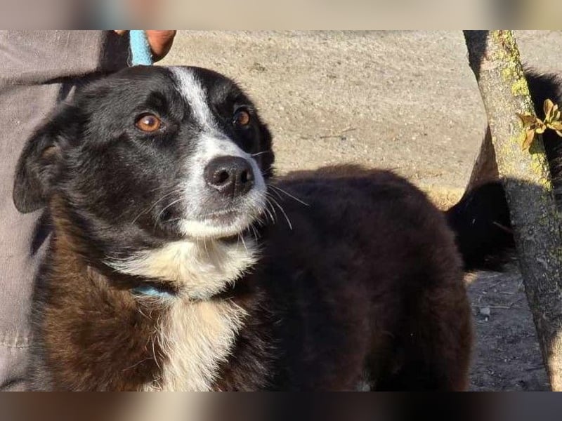 Lieblingsmenschen für die bezaubernde „Foxi“ gesucht