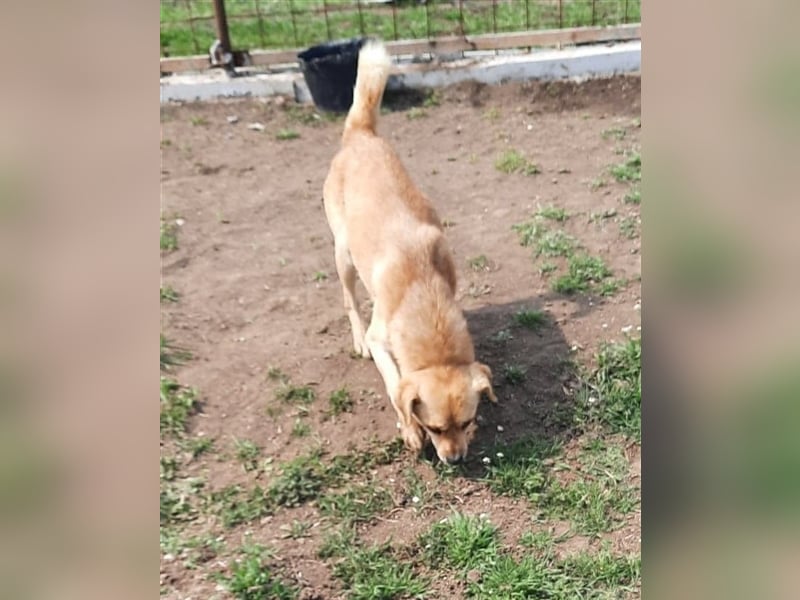 SEPPI – Fiffikus mit ganz viel Charme