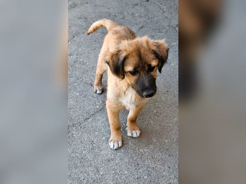 CODY – zauberhafter junger Hundebub sucht sein Zuhause für immer