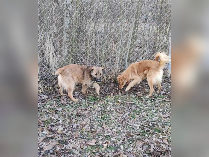 Hallo Welt – ich, der Marc, suche ein Zuhause