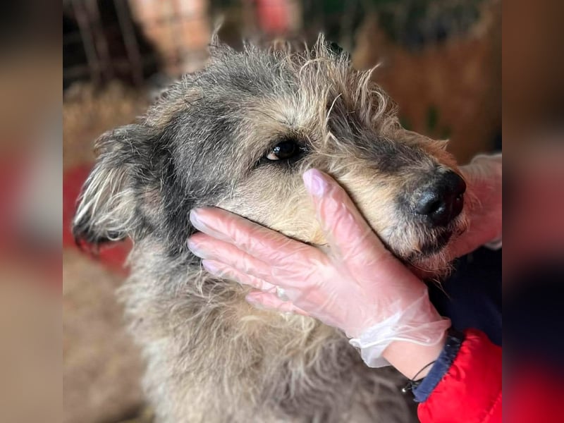 Ruheplätzchen für PAULA - die süßeste Hundeomi aller Zeiten gesucht