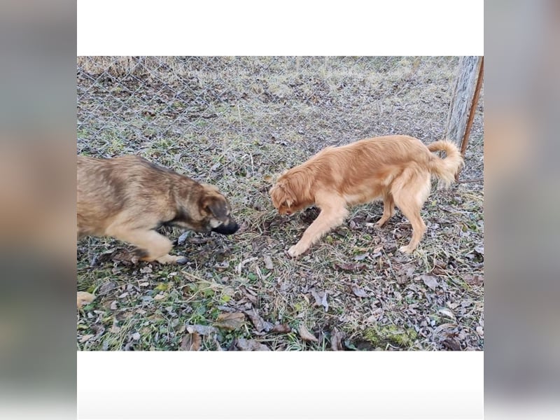 Hallo Welt – ich, der Marc, suche ein Zuhause