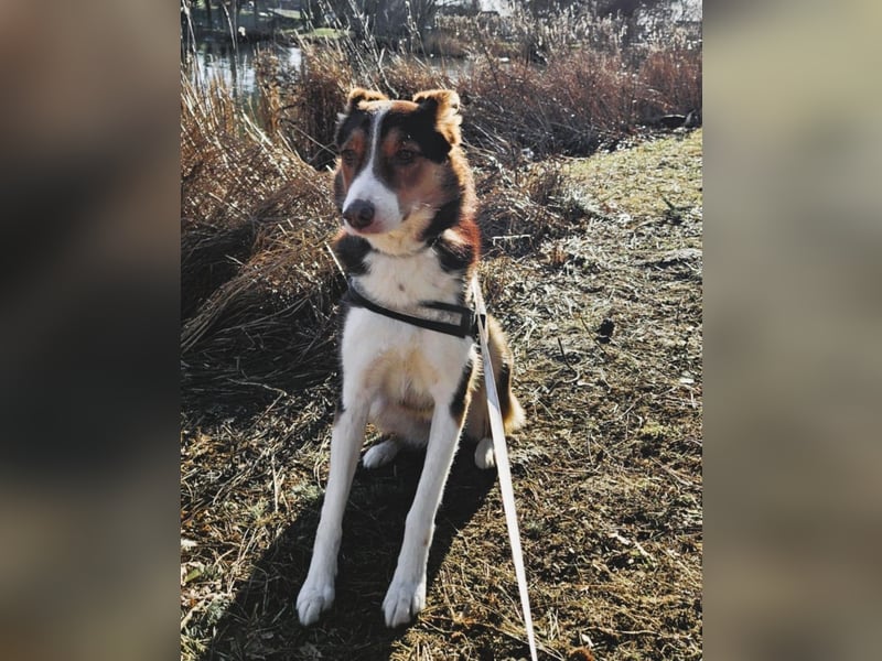 Carlos sucht sein perfektes Match-wartet in PLZ 49143 Bissendorf