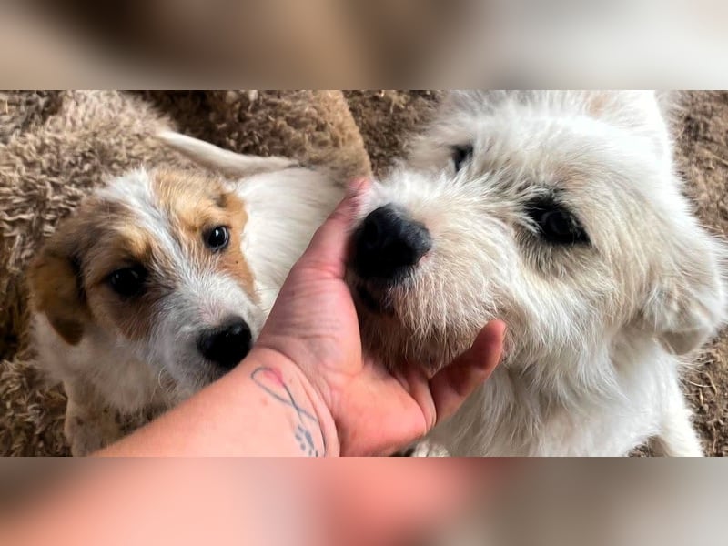 Sammy - kleiner Sonnenschein sucht Familienanschluss