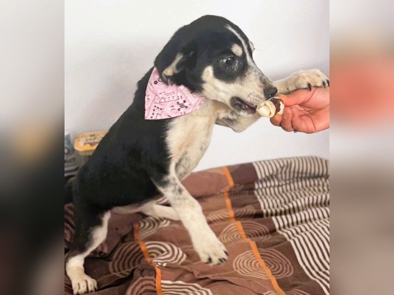 Trudi - die Dritte im Bunde - zuckersüßes Hundekind sucht ihre Family