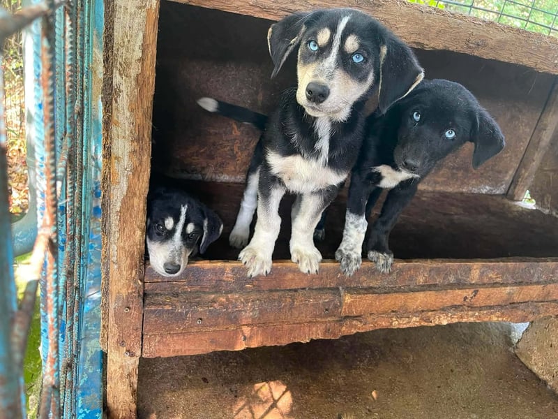 Trudi - die Dritte im Bunde - zuckersüßes Hundekind sucht ihre Family