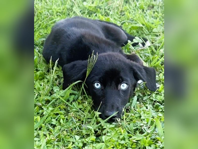 Ein Blickfang pur – das ist Hundekind Mila