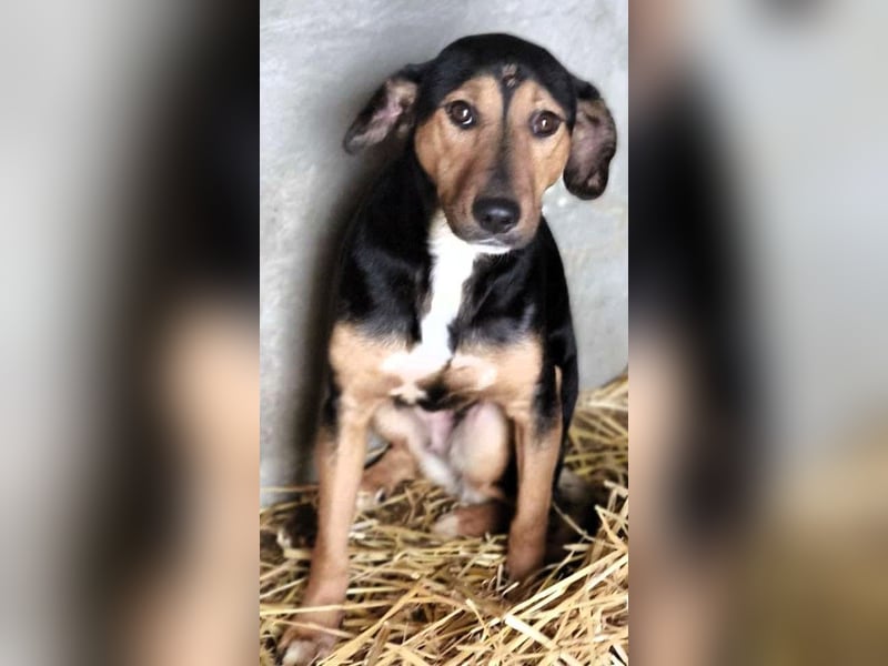 Hanni - das ganz besonders hübsche Mädchen