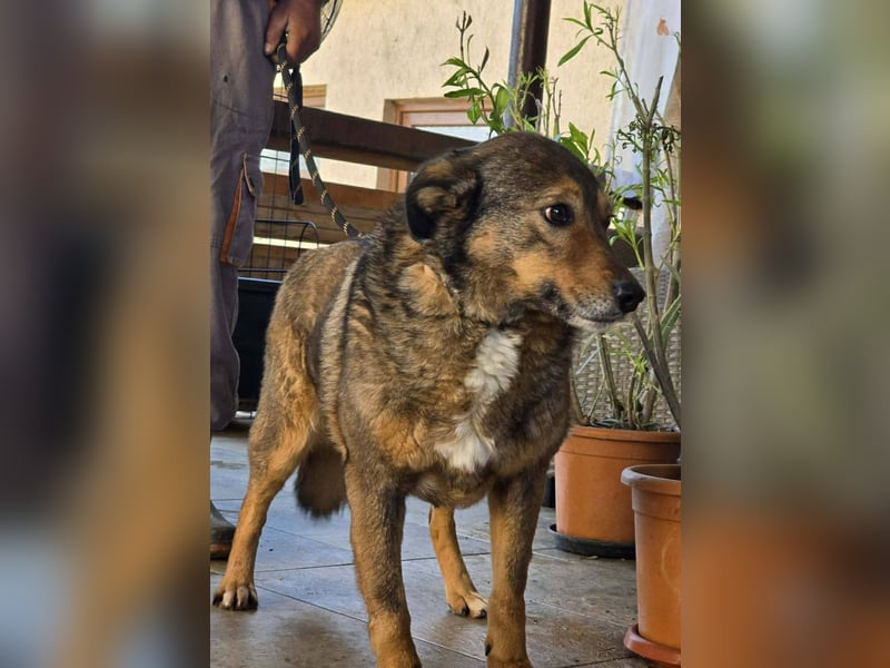 Liebe Moni – sucht besonders liebes Zuhause zum durchstarten