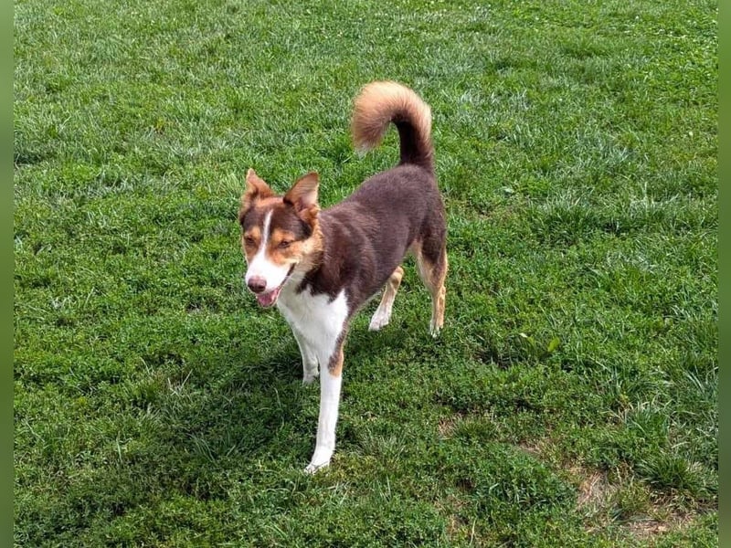 Carlos sucht sein perfektes Match-wartet in PLZ 49143 Bissendorf