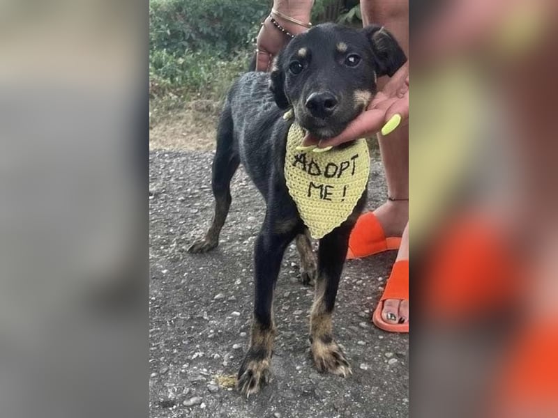 Cody-einer von 12 Hundekindern auf der Suche nach einem Zuhause
