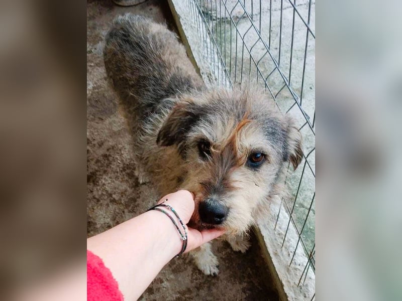 Ruheplätzchen für PAULA - die süßeste Hundeomi aller Zeiten gesucht