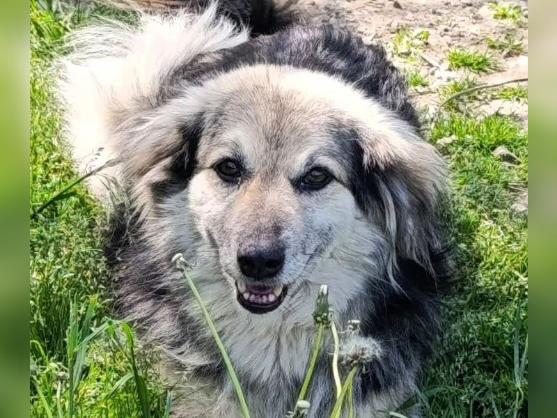 Rita - ein ganz besonderes Mädchen sucht ihr Plätzchen für immer