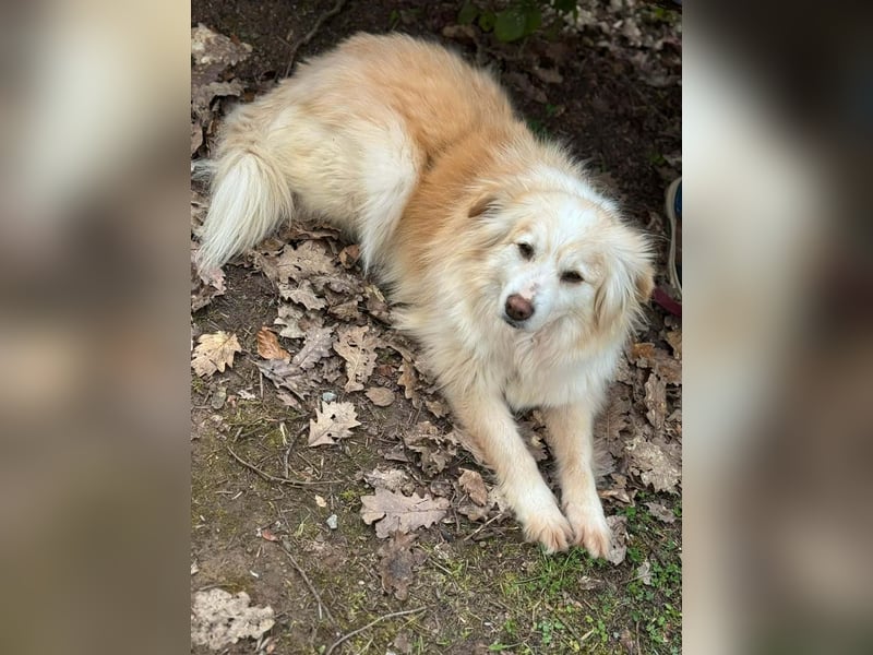 Rosa – hübsche Maus wartet in PLZ 75217 Birkenfeld auf Besuch