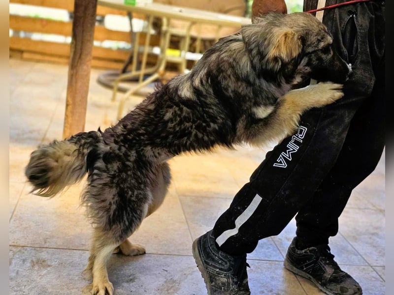 *Amy* mit einem Gesichtchen wie gemalt ca. 1 Jahr