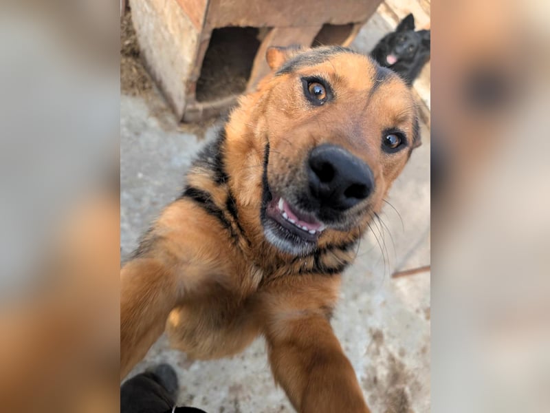 Traumjunge „ Roxie „ - ist bereit für ein neues Leben