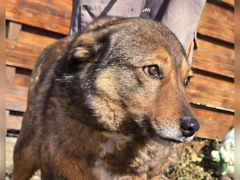 Liebe Moni – sucht besonders liebes Zuhause zum durchstarten