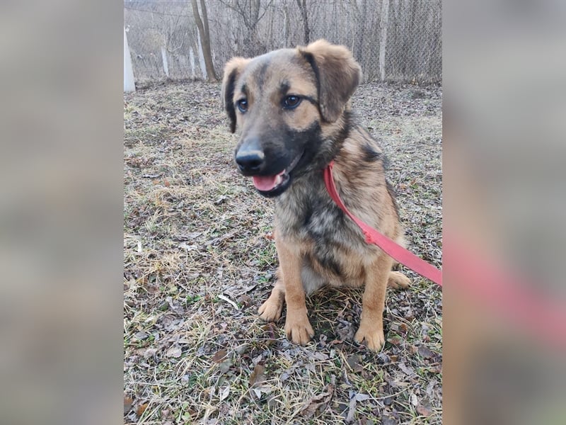 Hallo Welt – ich, der Marc, suche ein Zuhause