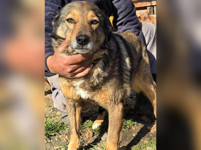 Liebe Moni – sucht besonders liebes Zuhause zum durchstarten