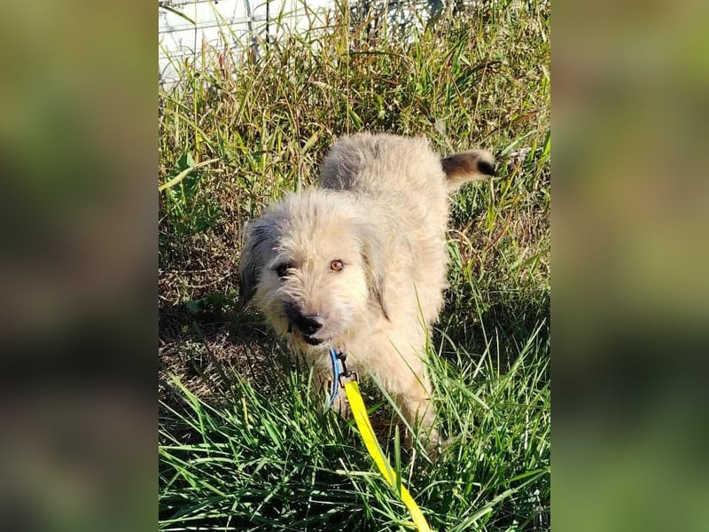 Strubbel-Wuschel *Jack* sucht unbedingt ein warmes Plätzchen