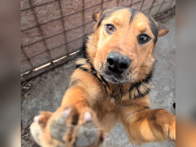Traumjunge „ Roxie „ - ist bereit für ein neues Leben