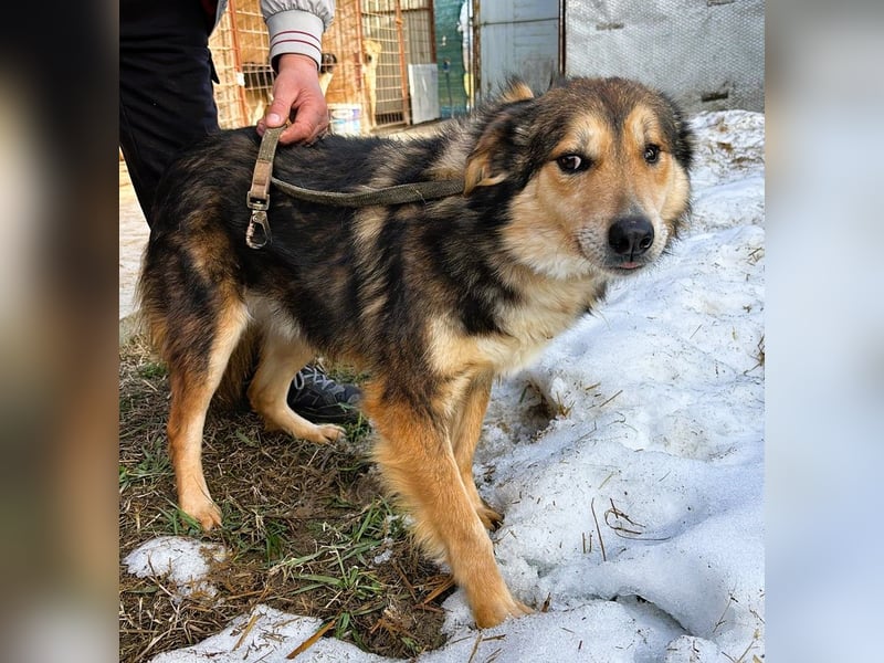 Nelu – sucht seine Herzmenschen für immer