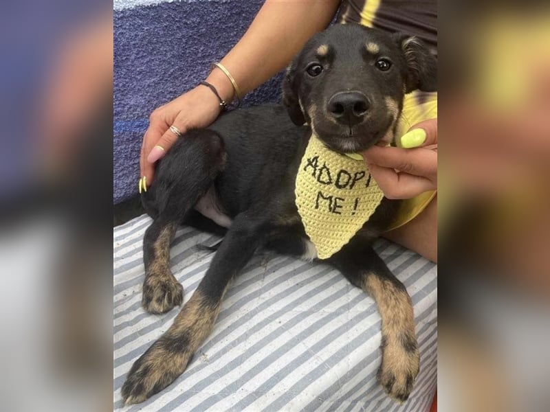 Cody-einer von 12 Hundekindern auf der Suche nach einem Zuhause