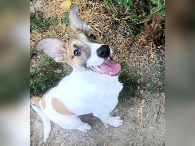 Super hübsches Hundekind „ TESSA „ sucht ihr Zuhause für immer