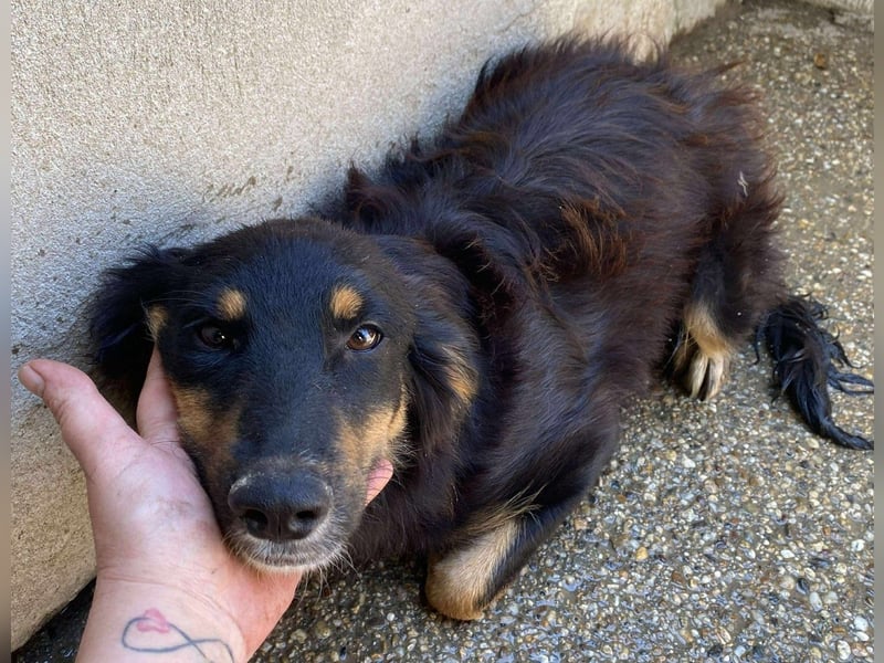 Das Glück hat 4 Pfoten und heißt „ BAJA „