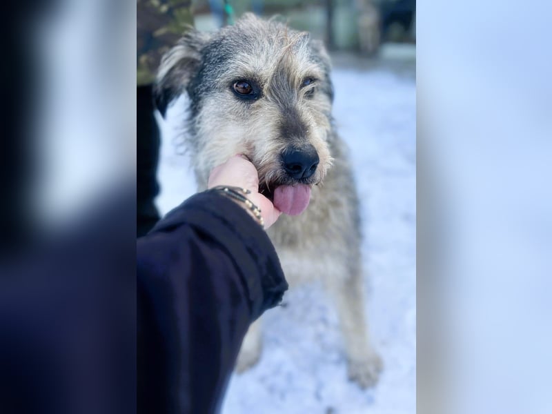 Ruheplätzchen für PAULA - die süßeste Hundeomi aller Zeiten gesucht