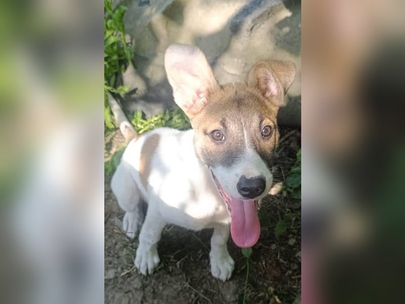 Super hübsches Hundekind „ TESSA „ sucht ihr Zuhause für immer