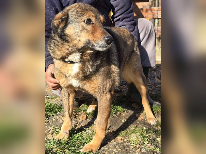 Liebe Moni – sucht besonders liebes Zuhause zum durchstarten