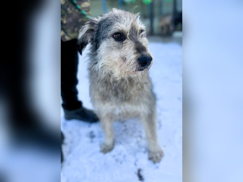 Ruheplätzchen für PAULA - die süßeste Hundeomi aller Zeiten gesucht