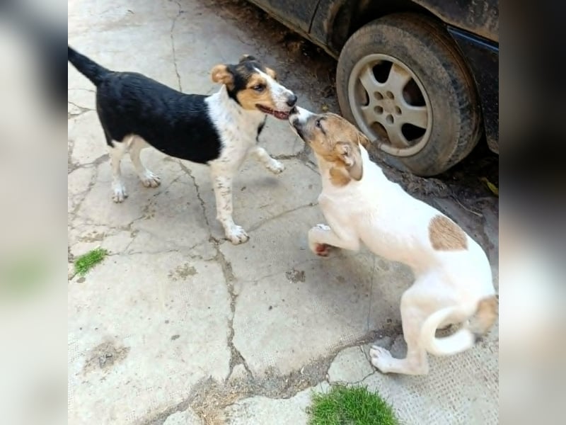 Super hübsches Hundekind „ TESSA „ sucht ihr Zuhause für immer
