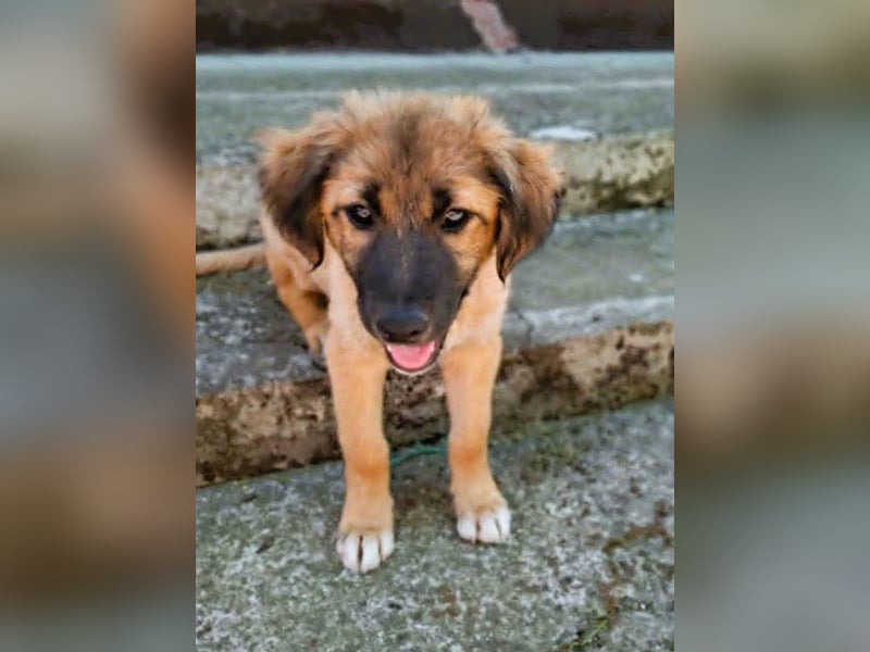CODY – zauberhafter junger Hundebub sucht sein Zuhause für immer