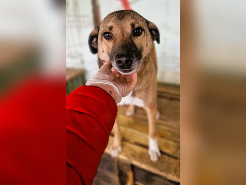 Sunny - super lieber Sonnenschein sucht genau DICH