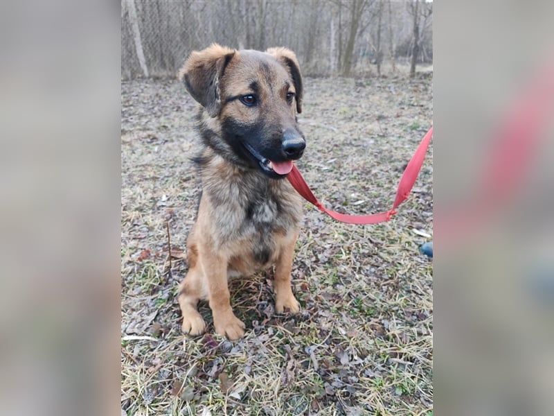 Hallo Welt – ich, der Marc, suche ein Zuhause