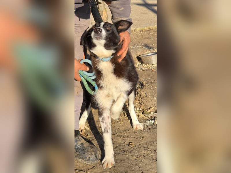 Lieblingsmenschen für die bezaubernde „Foxi“ gesucht