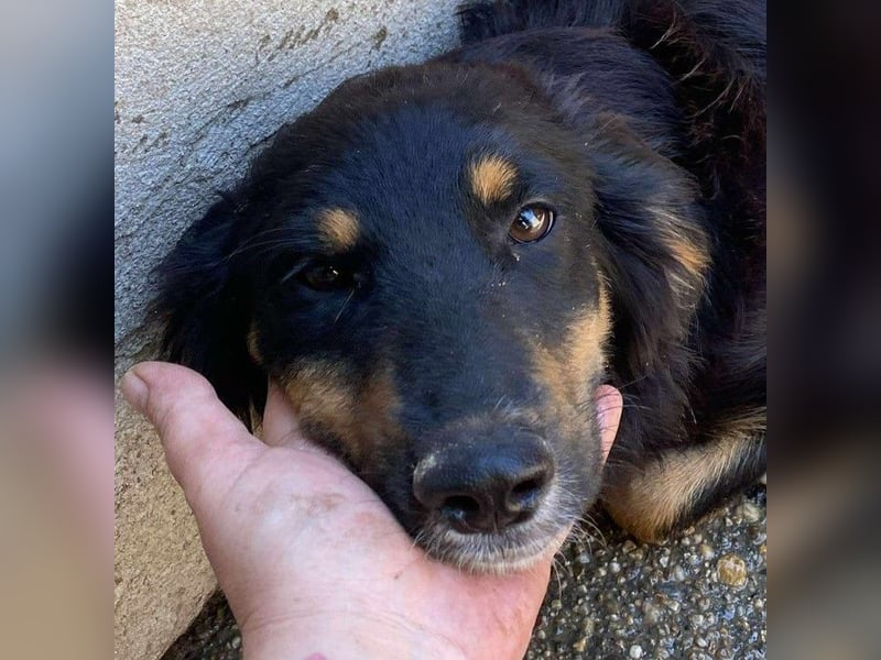 Das Glück hat 4 Pfoten und heißt „ BAJA „