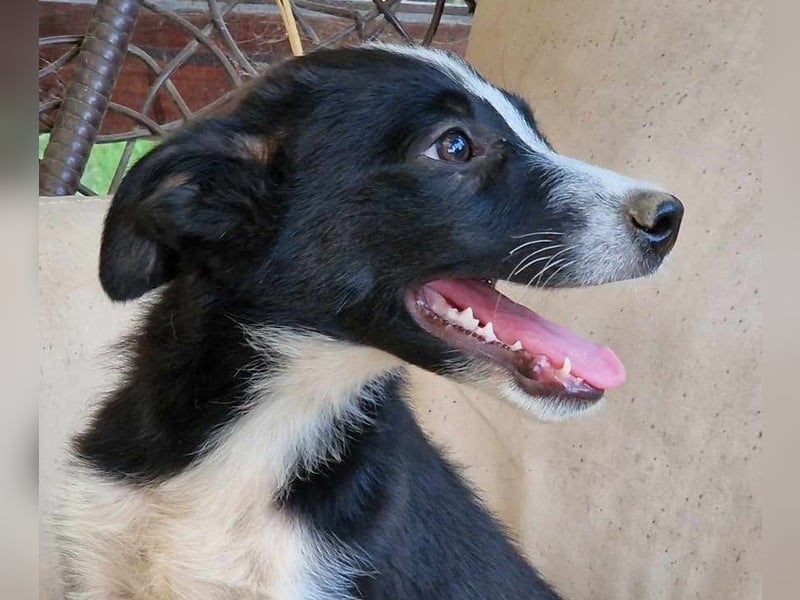 Lieblingsmenschen für die bezaubernde „Foxi“ gesucht