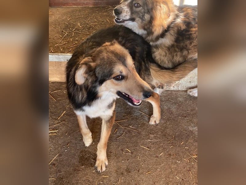 Nelu – sucht seine Herzmenschen für immer