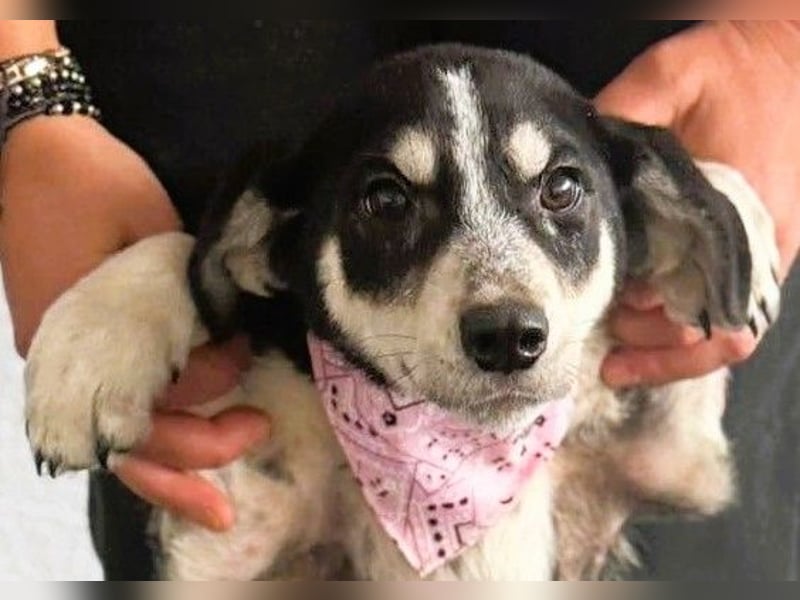 Trudi - die Dritte im Bunde - zuckersüßes Hundekind sucht ihre Family