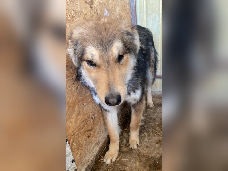 Nelu – sucht seine Herzmenschen für immer