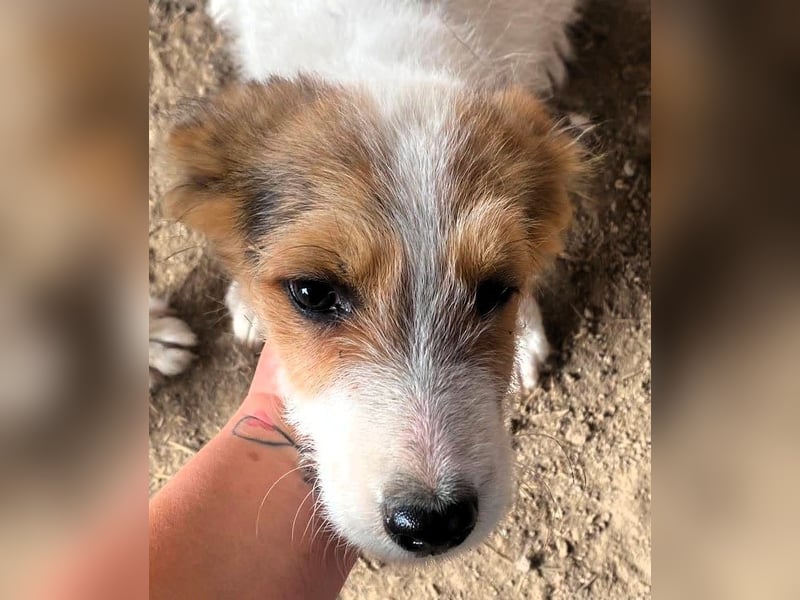 Sammy - kleiner Sonnenschein sucht Familienanschluss