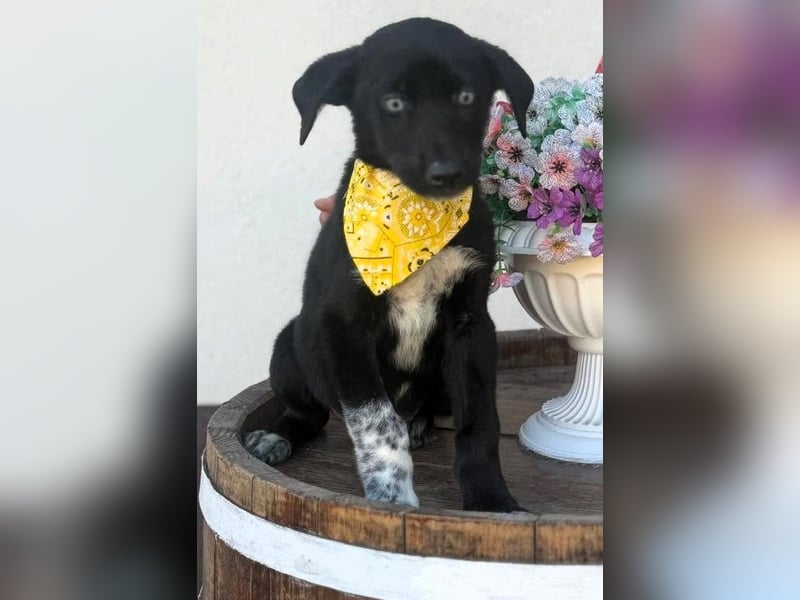 Ein Blickfang pur – das ist Hundekind Mila
