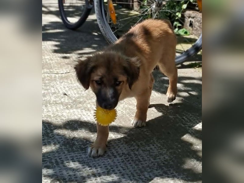 CODY – zauberhafter junger Hundebub sucht sein Zuhause für immer