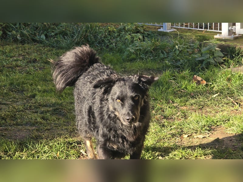 Wunderschöner Loki sucht Pflegestelle oder ruhiges Zuhause