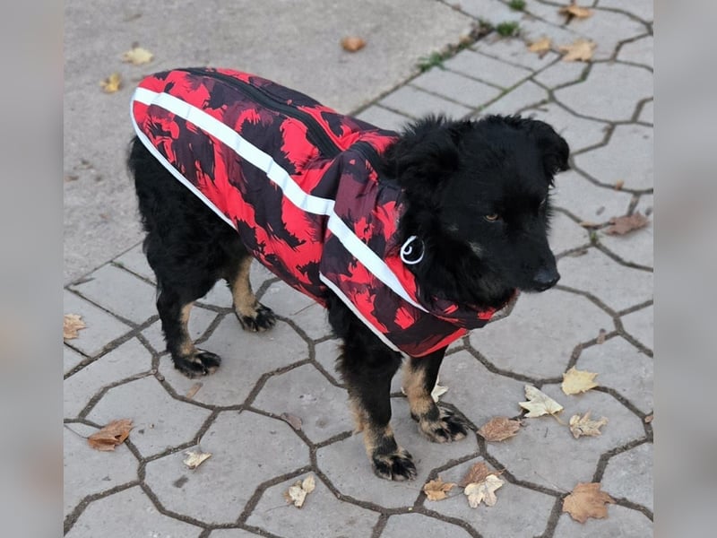 Wunderschöner Loki sucht Pflegestelle oder ruhiges Zuhause