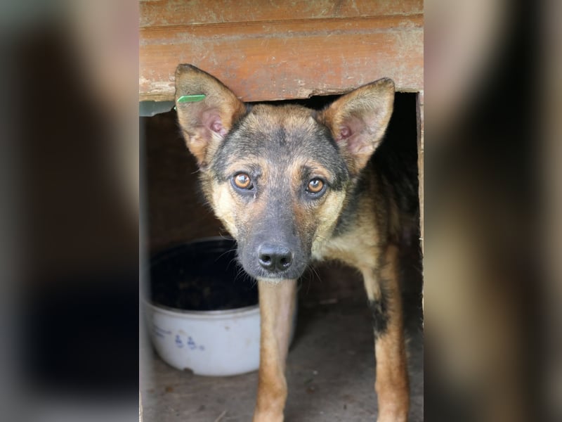 ängstliche ROMY sucht Vertrauen