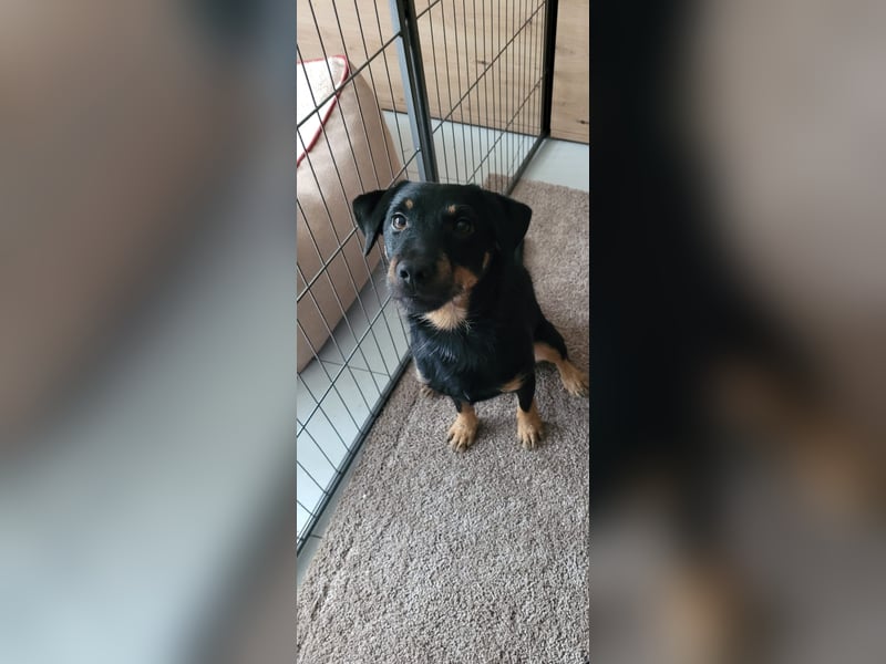 Günni - ein besonderer Hund sucht seine Menschen